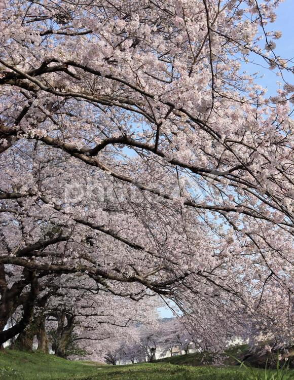 美しい桜並木 桜の花,木,桜の写真素材