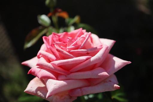 バラ園に咲くピンクの薔薇を撮りました 花,薔薇,自然の写真素材