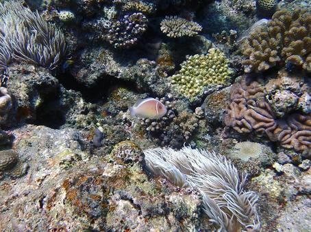 ハナビラクマノミ ハナビラクマノミ クマノミ,魚,沖縄の写真素材