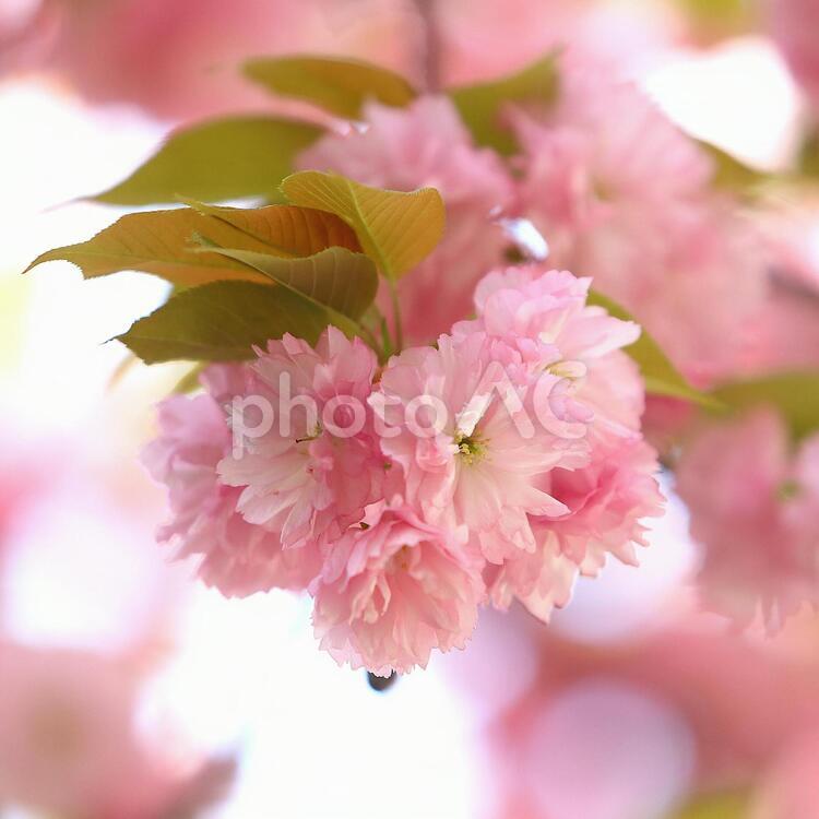 八重の桜　サクラ　ピンクの花 サクラ,桜,さくらの写真素材