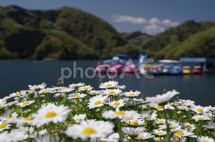 相模湖のスワンボート 相模湖,湖,風景の写真素材