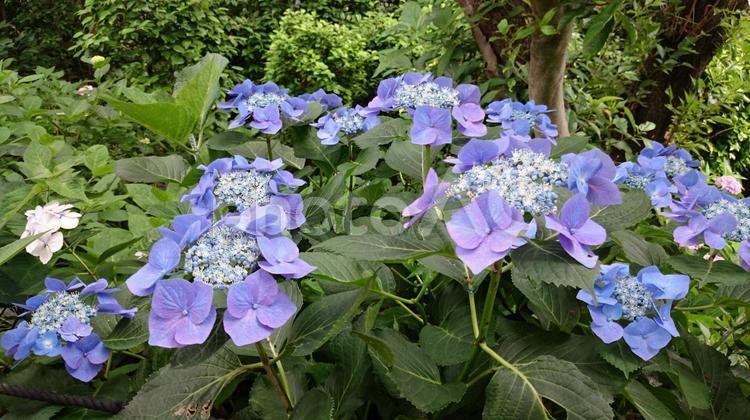 青紫のガクアジサイ 花,6月,あじさいの写真素材
