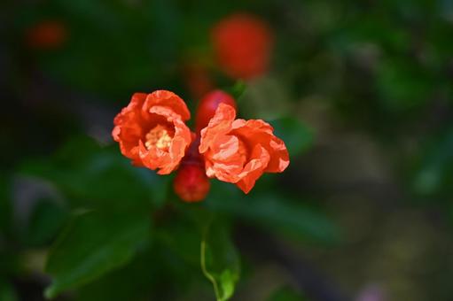 Two pomegranate flowers blooming side by side, JPG Two pomegranate flowers blooming side by side, JPG
