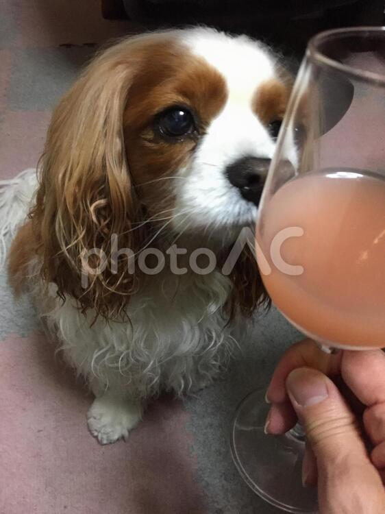犬と乾杯 可愛い,犬,桃のワインの写真素材