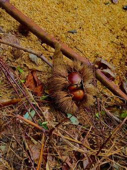 栗 栗,秋,収穫の秋の写真素材