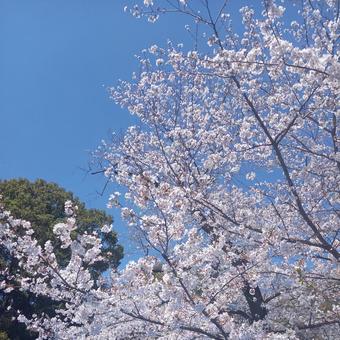 Cherry blossoms and blue sky, JPG