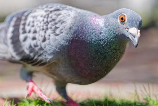 こちらに警戒するカワラバト こちらに警戒するカワラバト カワラバト,河原鳩,ドバトの写真素材