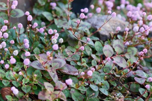 ポリゴナムの花 ポリゴナム,花,植物の写真素材