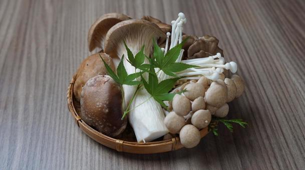 きのこ きのこ きのこ,キノコ,茸の写真素材