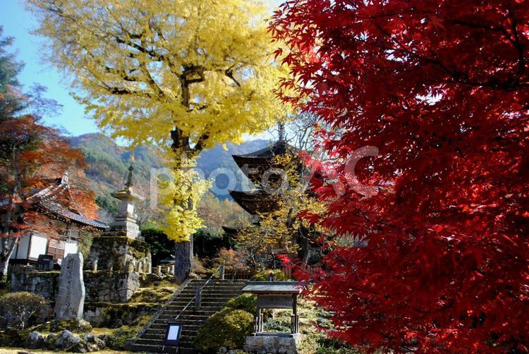 信州上田市塩田平前山寺の紅葉 真言宗智山派,獨鈷山,前山寺の写真素材
