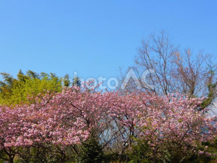 春 花,木々,樹木の写真素材