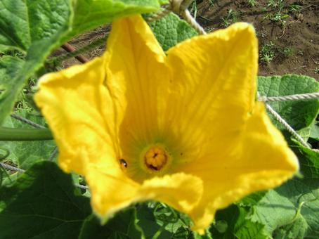 野菜 南瓜 野菜 南瓜 カボチャ,野菜,花の写真素材