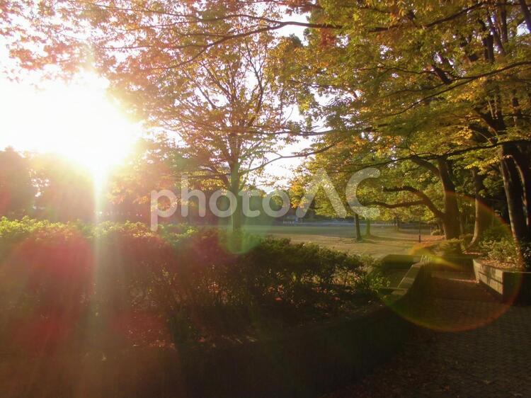 秋の早朝の公園１ 公園,日光,早朝の写真素材