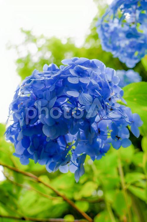 鮮やかで柔らかいイメージなブルーのあじさい 紫陽花,ハイドランジア,大写しの写真素材