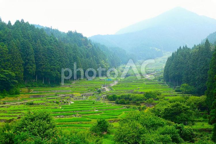四谷の千枚田② 棚田,田んぼ,千枚田の写真素材
