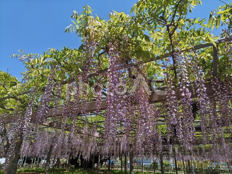 満開の藤の花（藤棚） 藤,ふじ,藤棚の写真素材