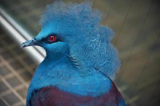 カンムリバト（顔アップ） カンムリバト,冠鳩,鳥類の写真素材