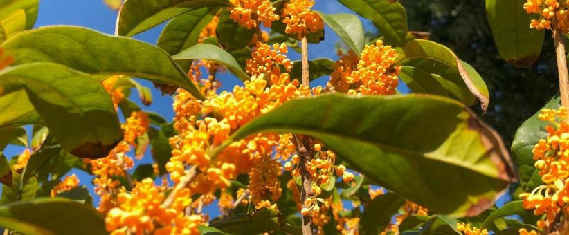花 花の写真