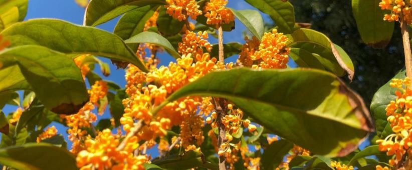 花 自然,植物,草木の写真素材