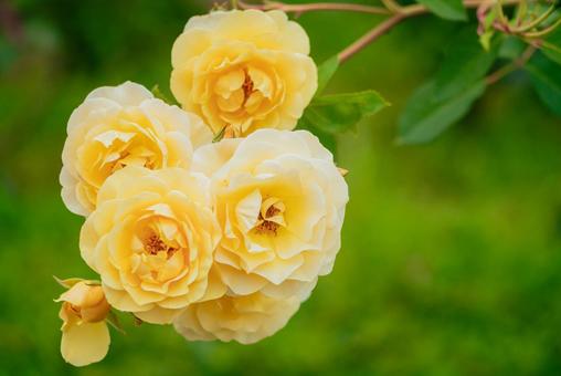 神代植物公園に咲く黄色のバラ 日本,花,バラの写真素材