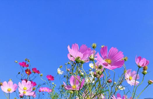 秋晴れの青空に映えるピンク系秋桜の花 秋晴れの青空に映えるピンク系秋桜の花 秋桜,青空,秋の写真素材