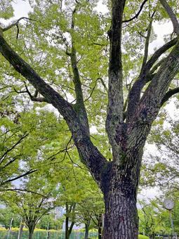 公園の木 公園の木の写真