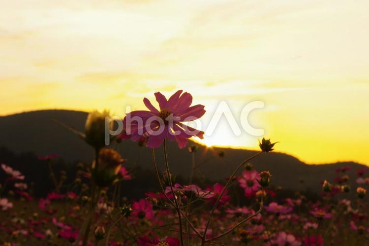 夕暮れの秋桜 自然,レトロ,風景の写真素材
