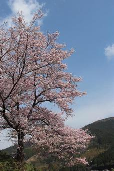 桜 桜の写真