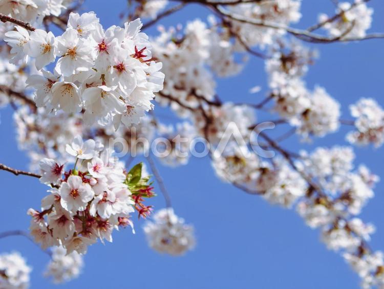 ソメイヨシノと青い空3 ソメイヨシノ,桜,サクラの写真素材
