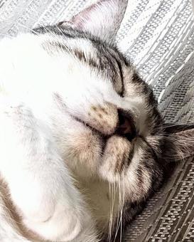 お眠りサバ白猫さんのアップ お眠りサバ白猫さんのアップ 猫,可愛い,サバシロの写真素材