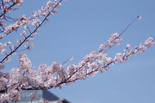 チェリーブロッサムの写真