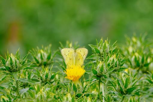 Monad butterfly (49), JPG