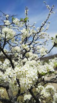 白いお花 白いお花 春,花,白の写真素材