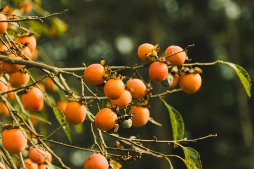 みのり 秋,果実,実の写真素材