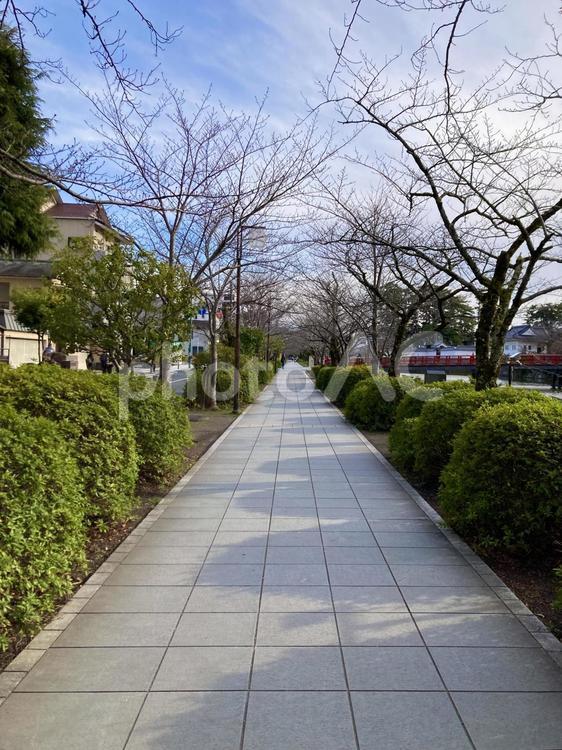 小田原城　お堀端通り　二の丸付近の道 小田原城,お堀端通り,道の写真素材