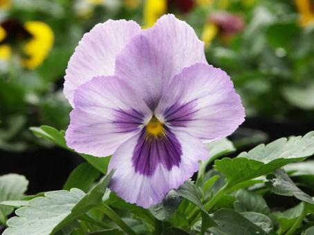 パンジー　クローズアップの写真