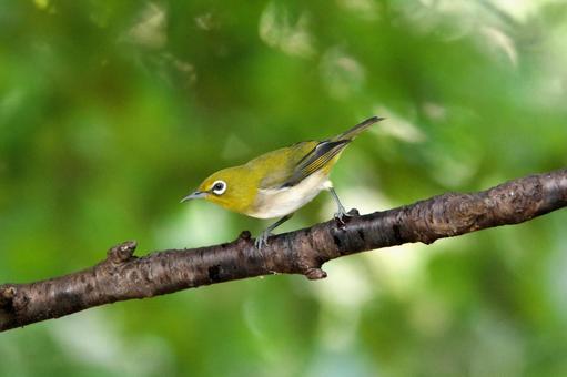 メジロ55 メジロ55 鳥,野鳥,野山の鳥の写真素材