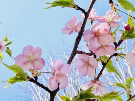 桜 桜の写真