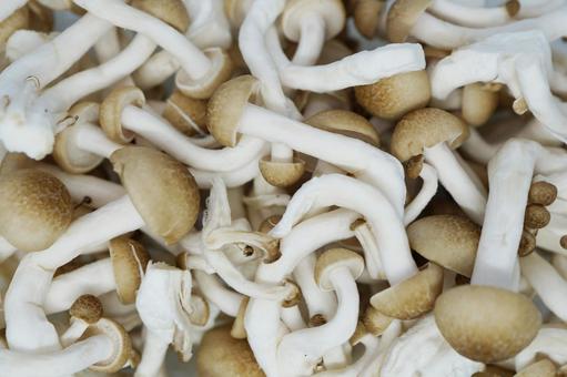 敷き詰めたブナシメジ ブナシメジ,シメジ,きのこの写真素材