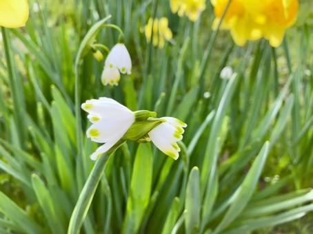 スノーフレーク スノーフレーク,花,白の写真素材