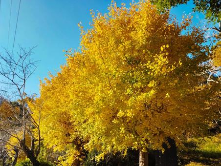 金色の秋晴れ 茂原公園,紅葉,金色の写真素材