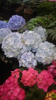 あじさいの写真