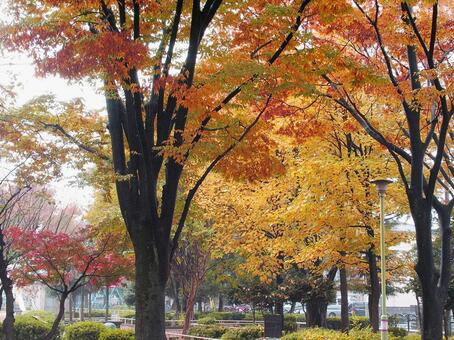 秋雨に染まる紅葉 秋雨に染まる紅葉の写真