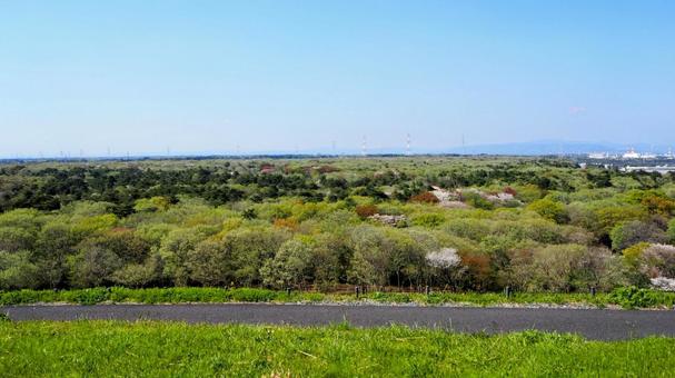ひたち海浜公園・丘から観る森林(茨城県) ひたち海浜公園・丘から観る森林(茨城県)の写真