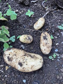 土の付いたじゃがいも 土の付いたじゃがいもの写真