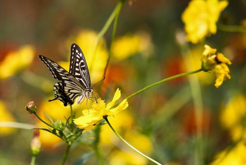 Autumn news: Yellow cosmos and swallowtail butterfly, JPG Autumn news: Yellow cosmos and swallowtail butterfly, JPG