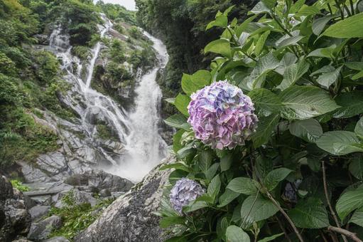 佐賀-【見返りの滝とあじさい】 佐賀-【見返りの滝とあじさい】 佐賀,唐津市,見返りの滝の写真素材
