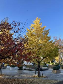 秋の公園 秋,イチョウ,紅葉の写真素材