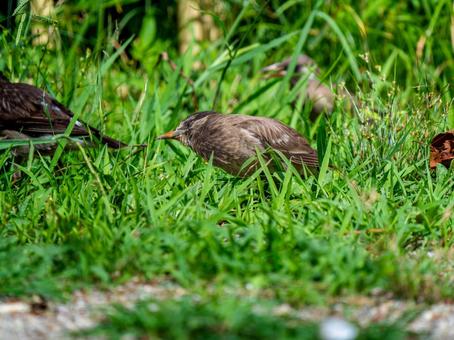 地面を歩くムクドリ 地面を歩くムクドリの写真