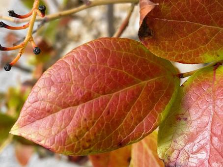 秋に紅葉したブルーベリーの葉２ 紅葉,秋,赤いの写真素材